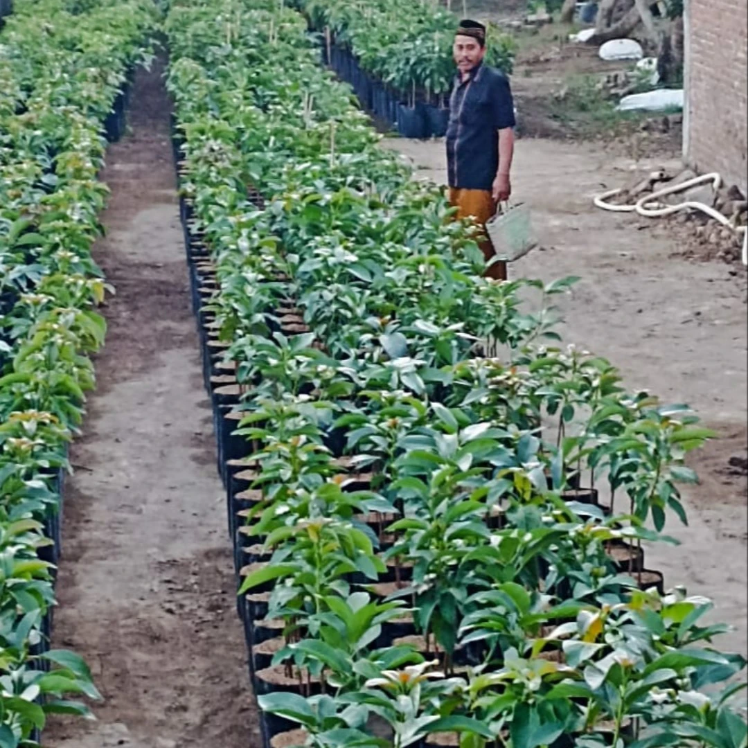 Bibit Alpokad Miki